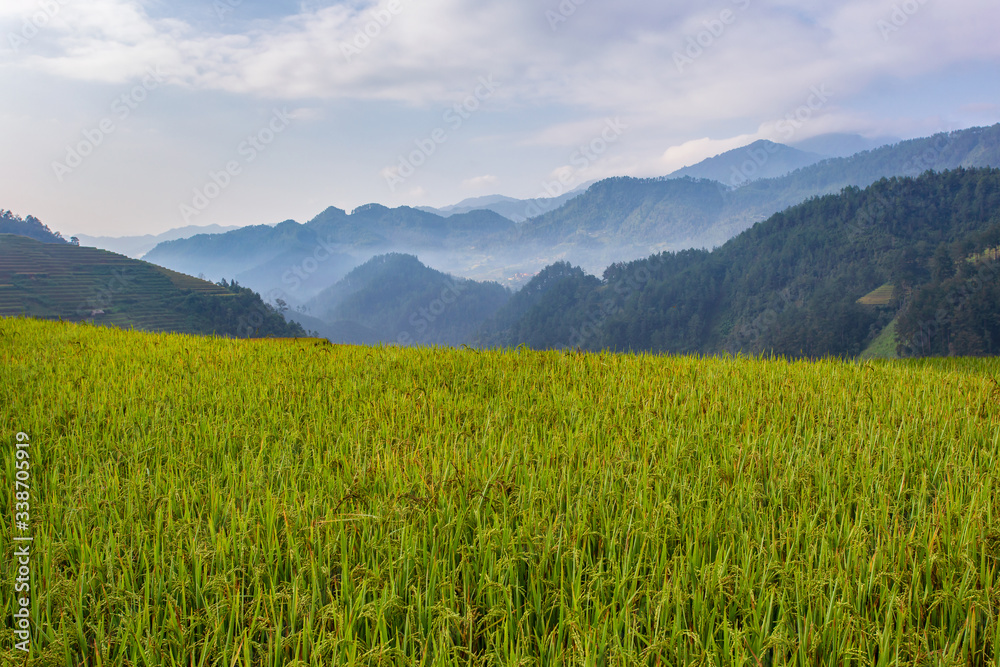 Green terrace rice field at Mu Cang Chai
