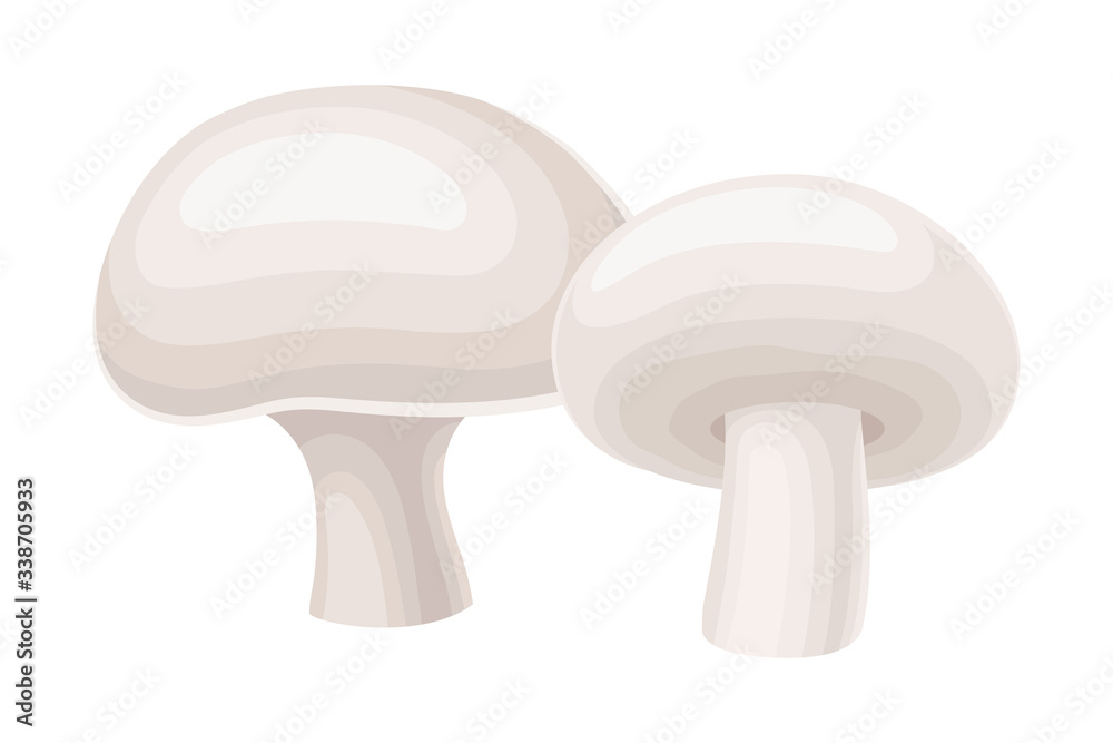 Champignon Mushroom or Toadstool with Stem and Cap Isolated on White Background Vector Illustration Champignon Mushroom or Toadstool with Stem and Cap Isolated on White Background Vector Illustration