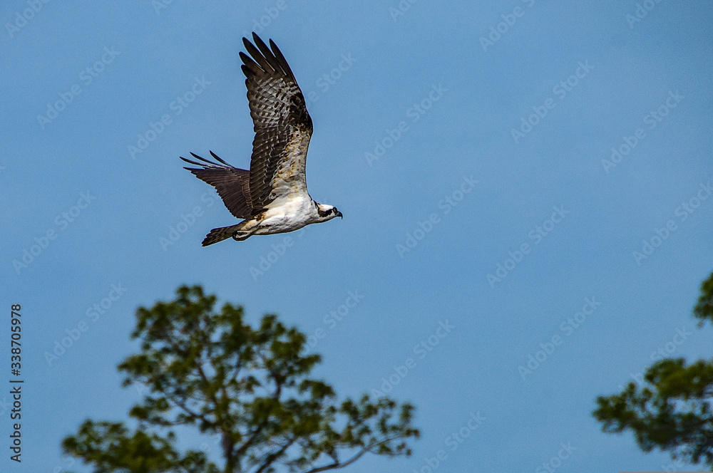 Obraz premium Osprey in flight