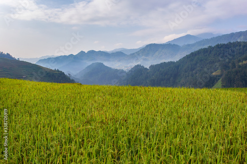 Green terrace rice field at Mu Cang Chai