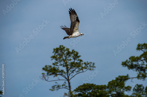 Osprey in flight