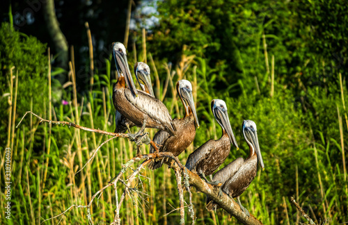 Brown Pelicans Resting