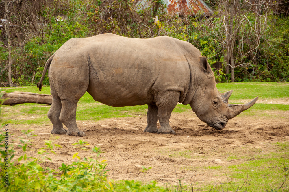 Rhinoceros Rhinoceros