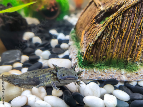 A dark green, black young Axolotl (Ambystoma mexicanum) sits in an aquarium on large smooth stones of white and black pebble, next to a part of a ceramic brown house.