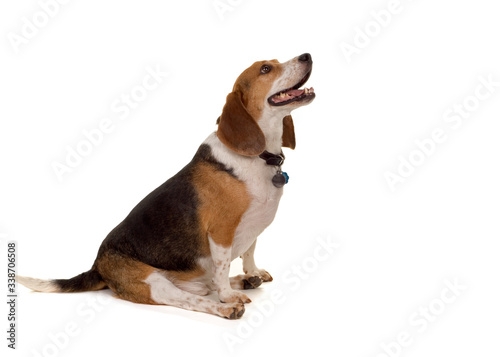 Фотография Sit puppy