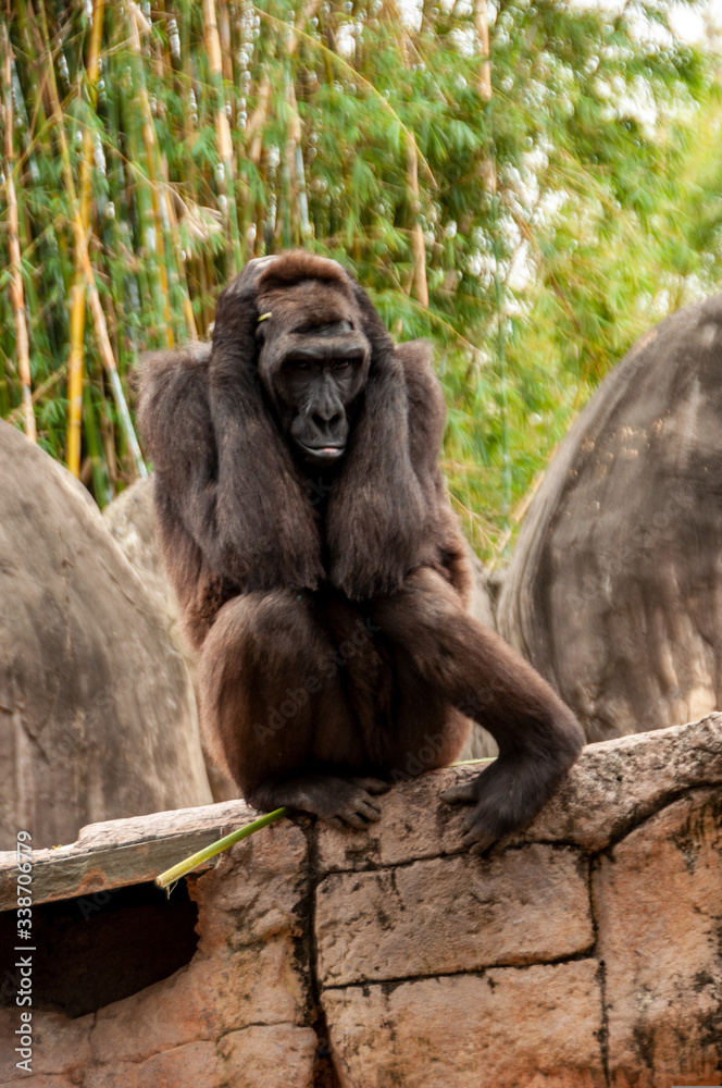 Gorilla - photo begging for a headline!