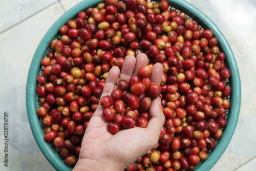 holding coffee berries