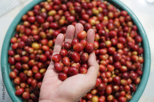 handful of coffee berries