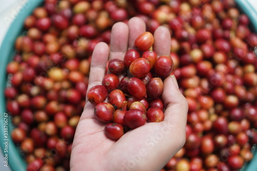 coffee berries in hand