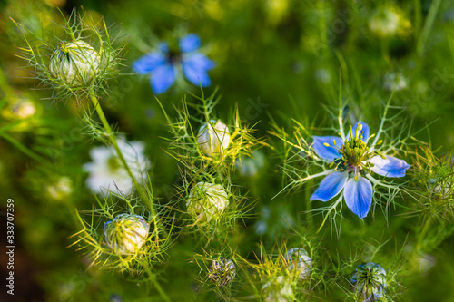 Nigella sativa, Black Cumin with blue flowers in a herbal garden. Medicine herb and spice with black seed.