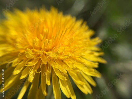 yellow dandelion flower