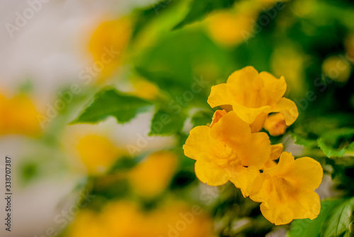 willow-leaved climber blooming in the garden. Yellow flower