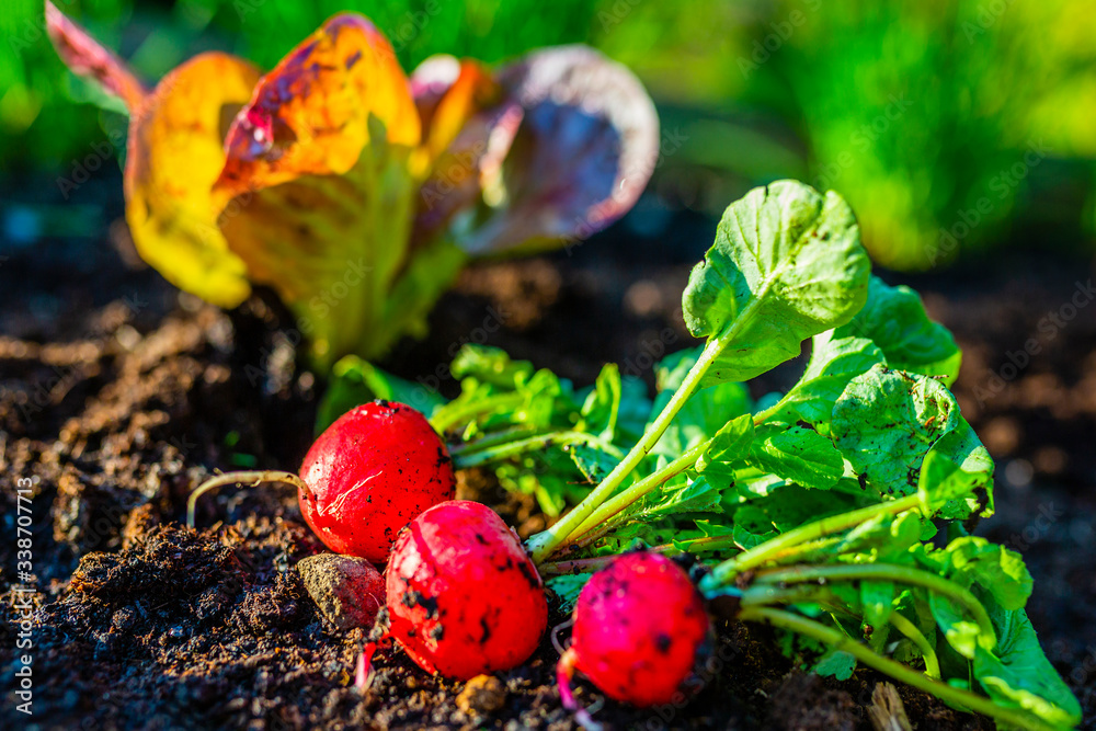 Fresh radishes dug out of the ground in the garden. Fresh radishes dug out of the ground in the garden.