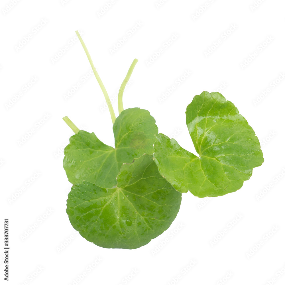 Asiatic Leaf Herb gotu kola, indian pennywort, centella asiatica, tropical herb isolated on white background. ayurveda herbal medicine inhibited or slowed growth of cancer cells Help prevent cancer