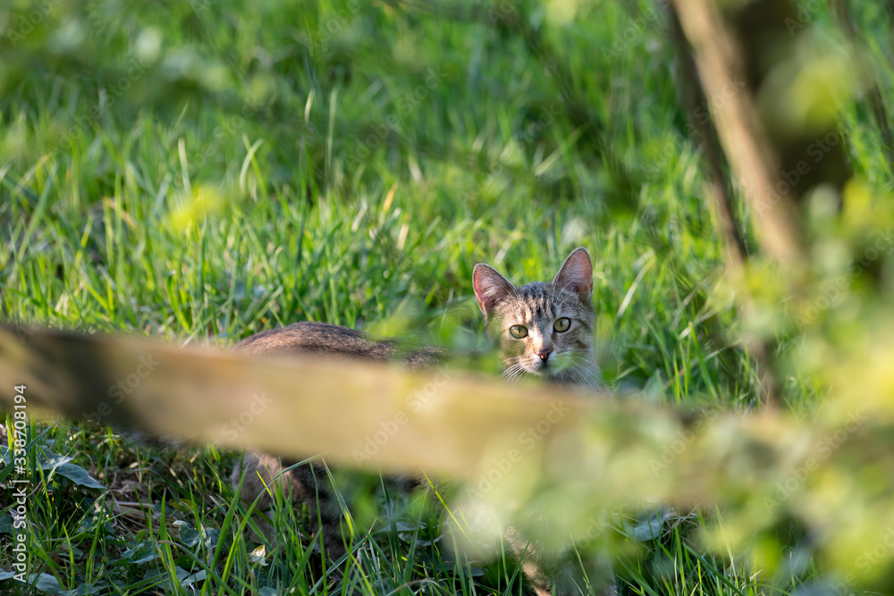 Fototapeta premium Gray striped domestic cat in tall grass looks over a wooden fence