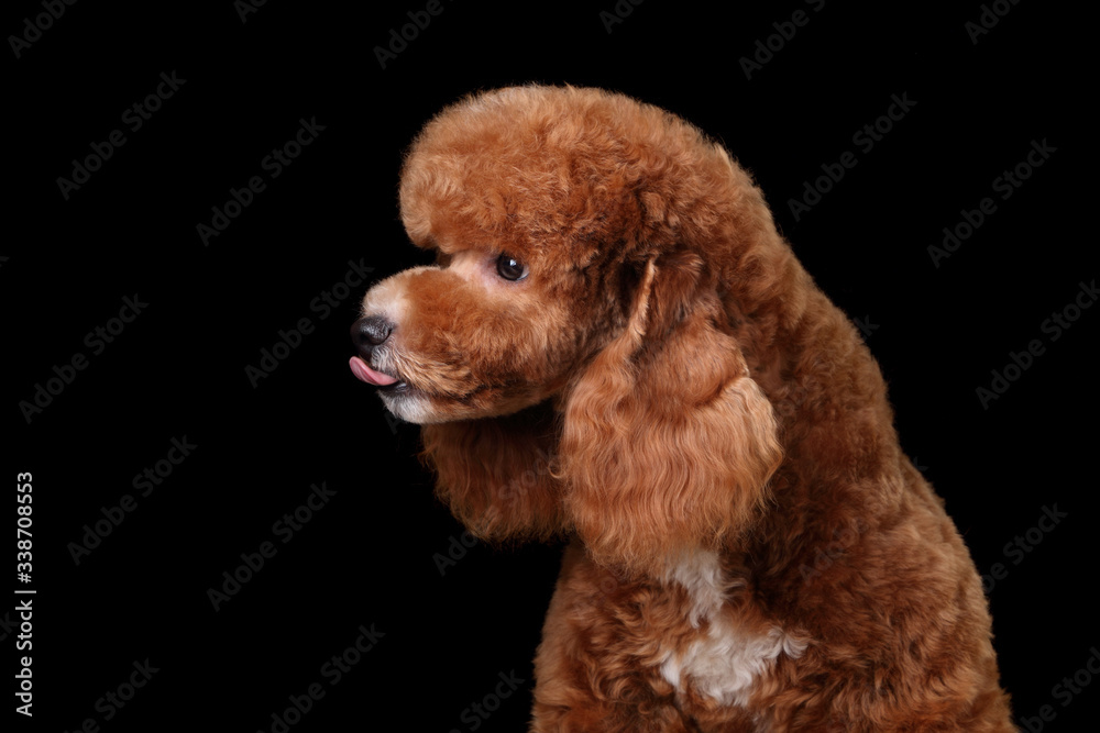 Funny curly poodle puppy, portrait