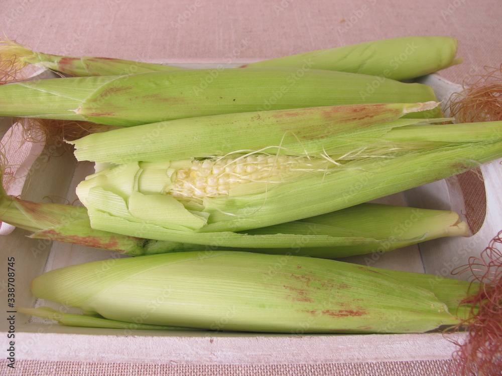 Young corn ears in husk leaves from the garden on a tray Young corn ears in husk leaves from the garden on a tray