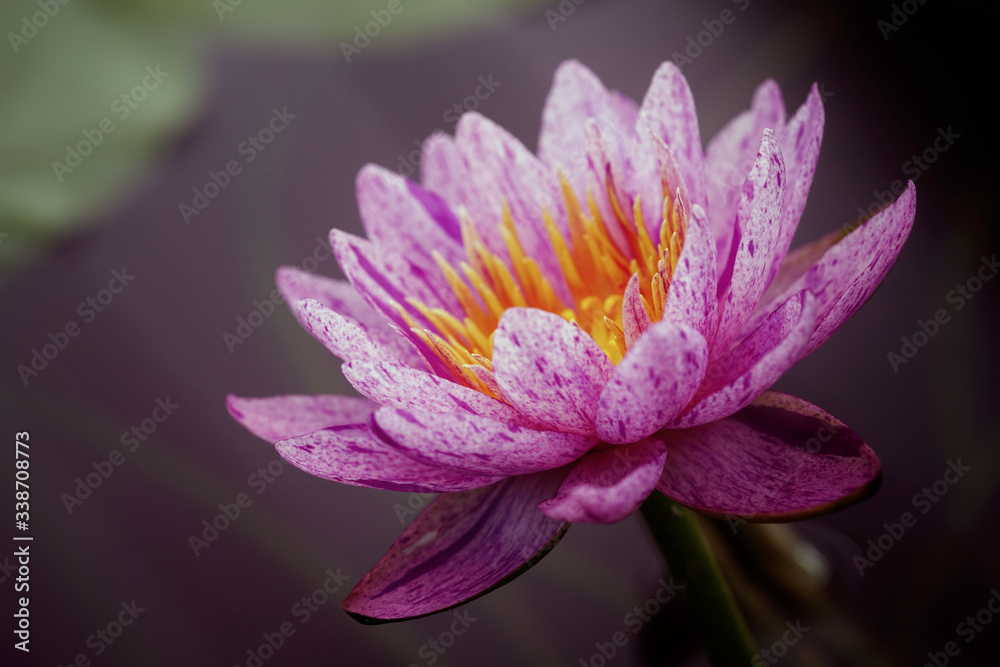 Close up of beautiful water lily in pond, The new hybrid water lily in Thailand. Beautiful lotus on nature background. Selective focus and free space for text. Colorful of lotus for natural background Close up of beautiful water lily in pond, The new hybrid water lily in Thailand. Beautiful lotus on nature background. Selective focus and free space for text. Colorful of lotus for natural background