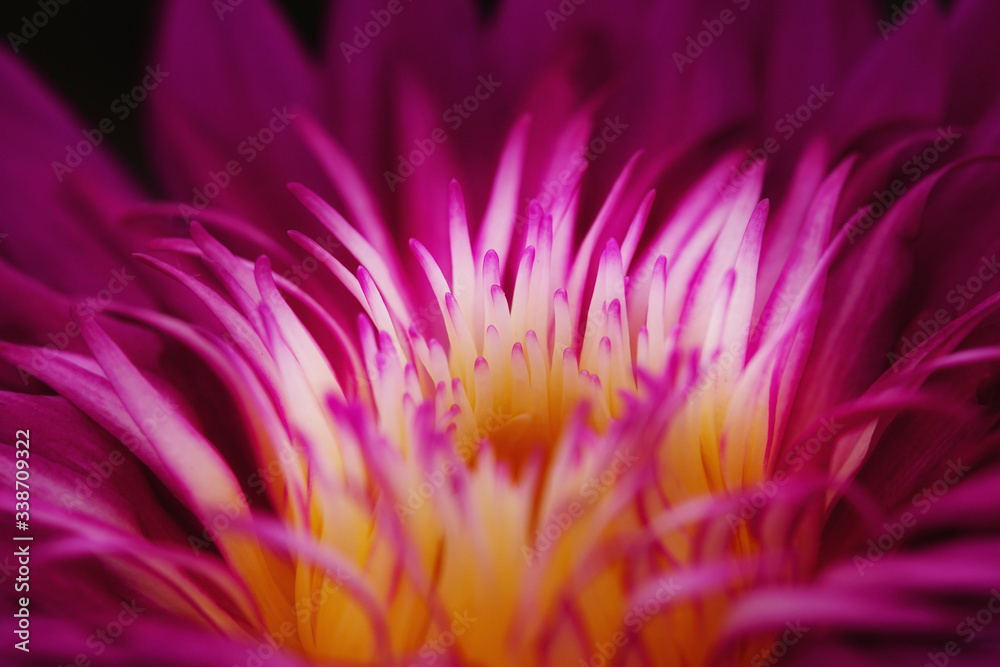 Obraz premium Close up of beautiful water lily in pond, The new hybrid water lily in Thailand. Beautiful lotus on nature background. Selective focus and free space for text. Colorful of lotus for natural background