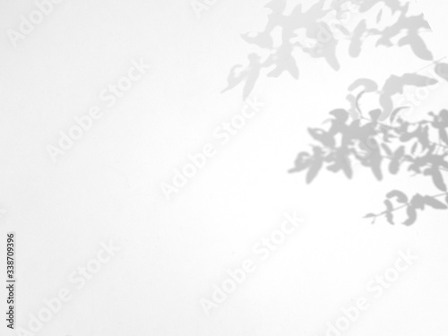 Leaves natural shadow overlay on white texture background  for overlay on product presentation  backdrop and mockup