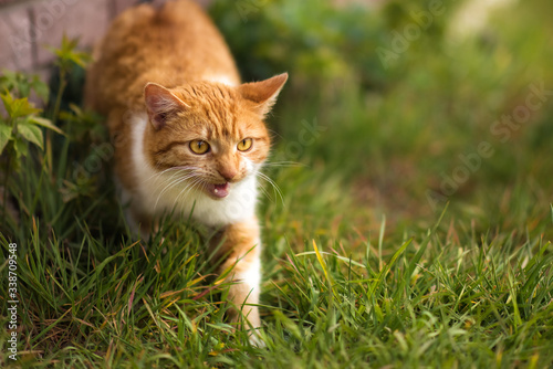 Red cat with yellow eyes meowing in green grass in spring summer. Ginger red and white cat walking outdoors. Homeless cat after vaccination and sterilization looking for home.