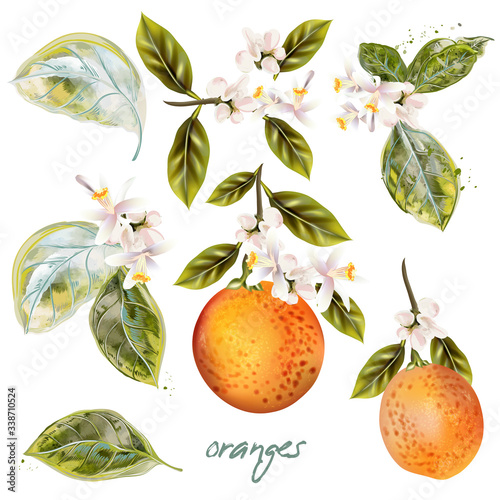 Set of vector blooming oranges with fruits and flowers vintage style