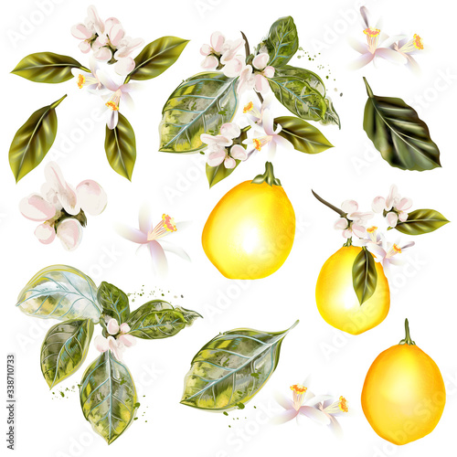 Collection of vector lemon with flowers in vintage realistic style