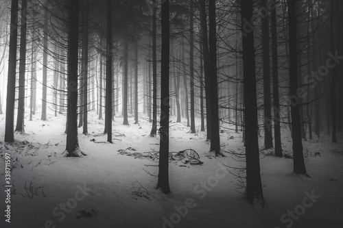 winter forest in the fog