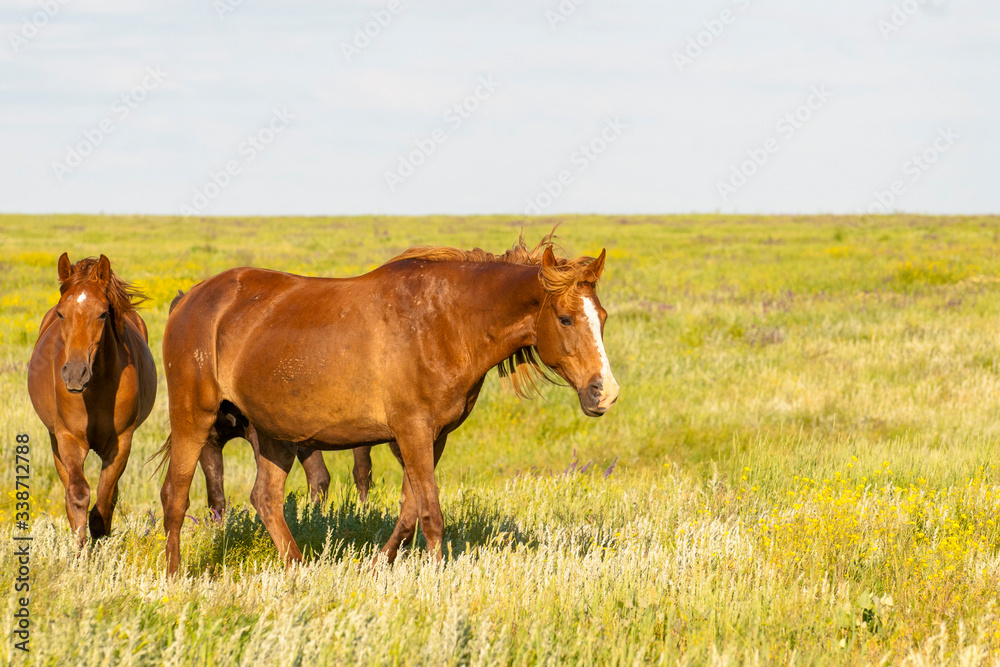 A herd of wild horses shown on Water island in atmospheric Rostov state reserve A herd of wild horses shown on Water island in atmospheric Rostov state reserve