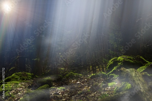 Untouched nature. Mysterious and magic forest. Rays of light shine through the trees. Concept for further graphic design.Beautiful mysterious magic forest full of light, sun and fog. © luckakcul