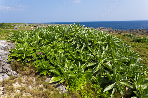 浜辺の植物・日本最南端、沖縄県波照間島