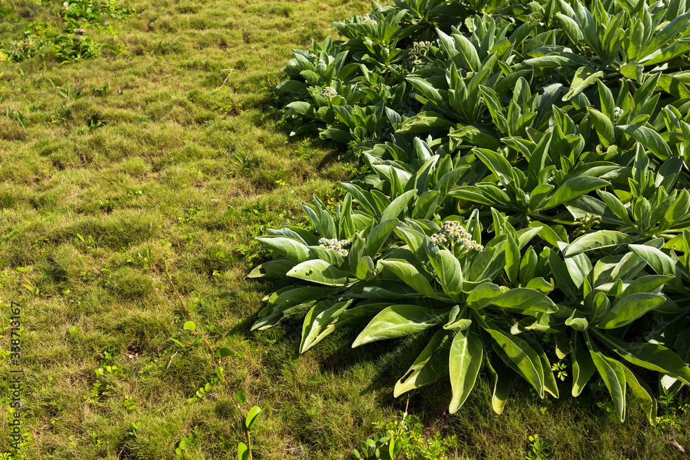 Obraz premium 浜辺の植物・日本最南端、沖縄県波照間島