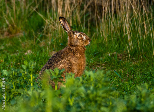 hare sitting motionless in the field