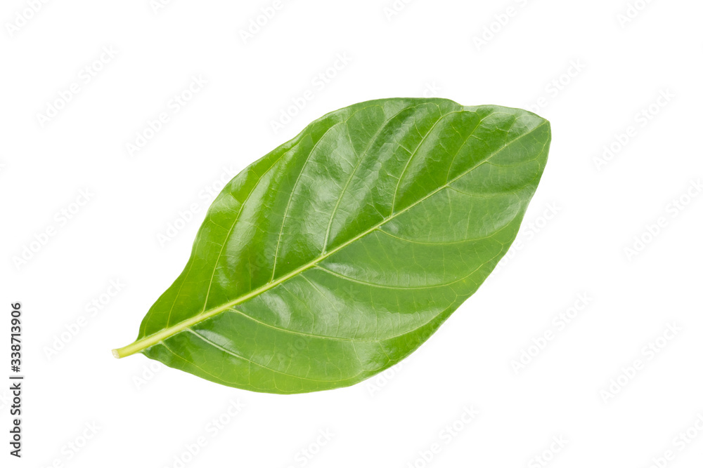 Obraz premium Great morinda, Tahitian noni, Indian mulberry, Beach mulberry (Morinda citrifolia) isolated on white background. concept Herbal and Vegetable extracts are medications for Reduce heart disease risk