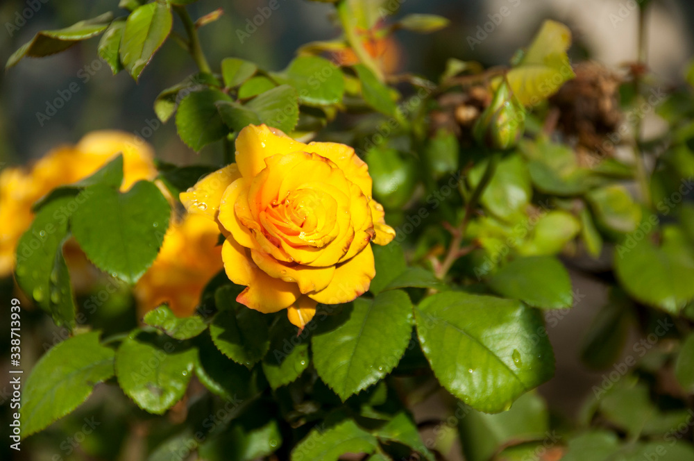 Beautiful yellow rose flower in a garden. Beautiful yellow rose flower in a garden.