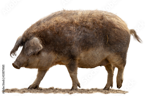 Ein Wollschwein seitlich stehend auf weißem Hintergrund.