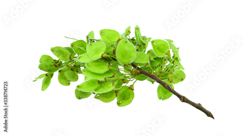 Elm sprig with young green leaves and seeds isolated on a white background.