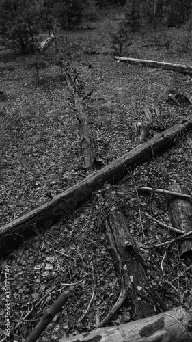Wallpaper Mural spring nature trees blooming flowers pine lake Russia middle lane water reservoir gardens sky clouds Torontodigital.ca