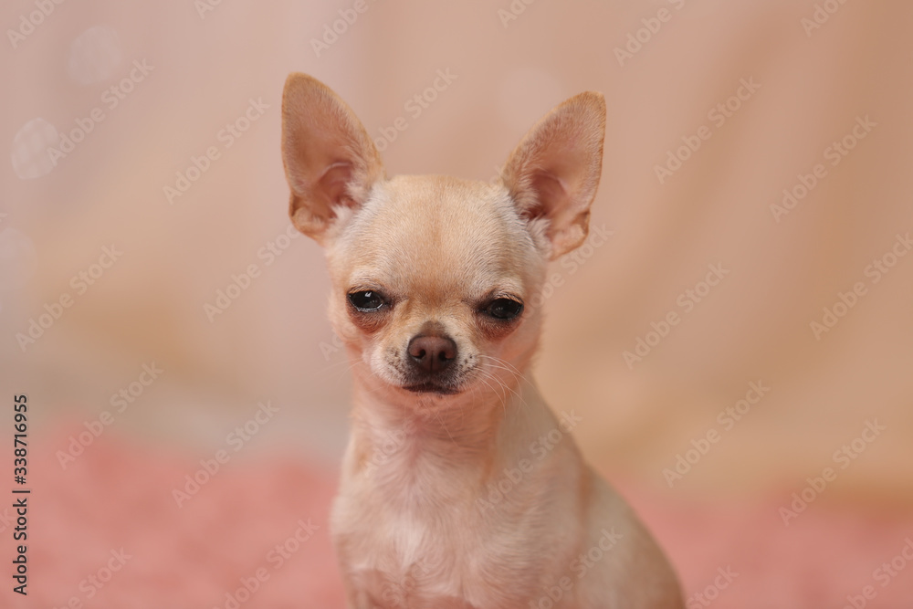 humor. funny faces of chihuahua dogs