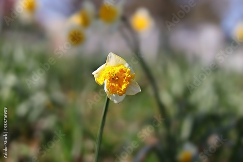 yellow flower in focus