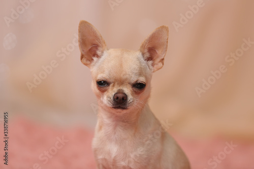 humor. funny faces of chihuahua dogs © anikanes