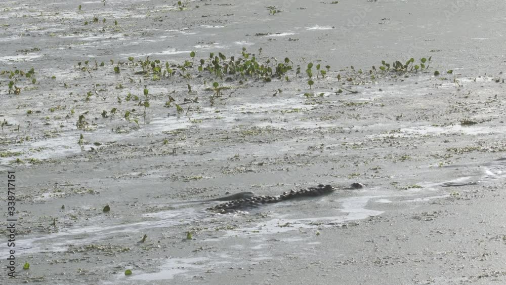 American alligator goes after another gator at the Orlando wetlands in Florida American alligator goes after another gator at the Orlando wetlands in Florida