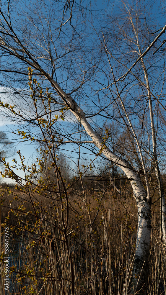 Fototapeta premium spring nature trees blooming flowers pine lake Russia middle lane water reservoir gardens sky clouds