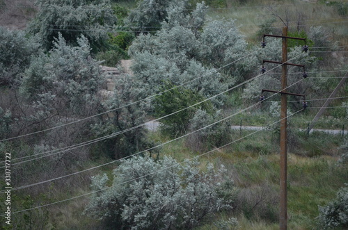 power line over trees
