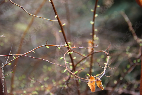 buds on the tree