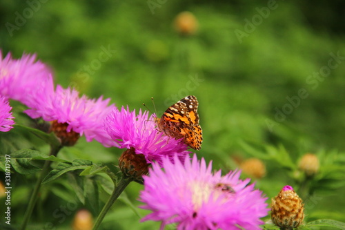 butterfly on flower