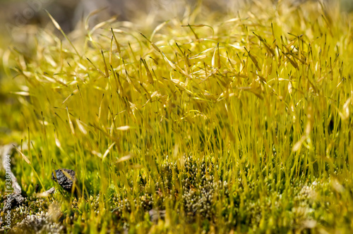 moss flower on the roof in macro