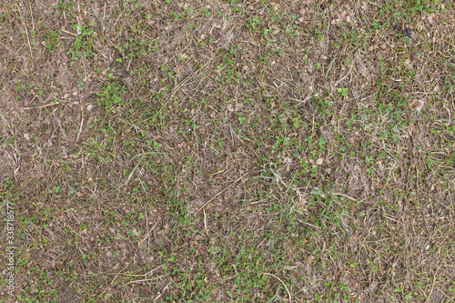 green grass background