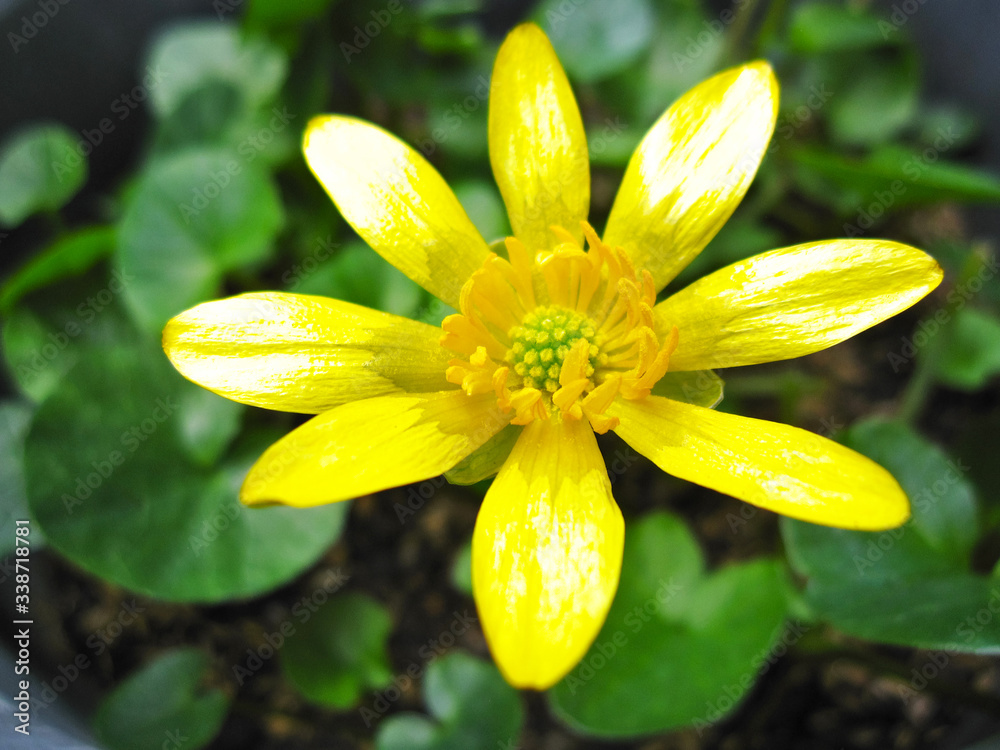 King Cup Flower リュウキンカ 立金花 Stock Photo Adobe Stock