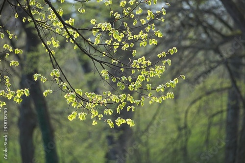 Frühling im Kurpark Bad Aibling